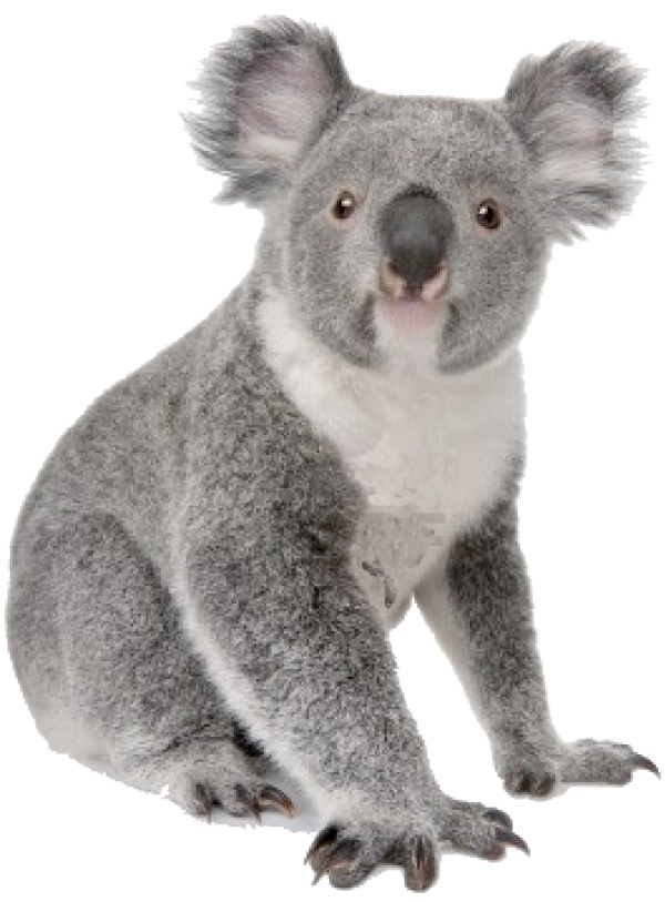We will help in the fight to save the Australia Koala